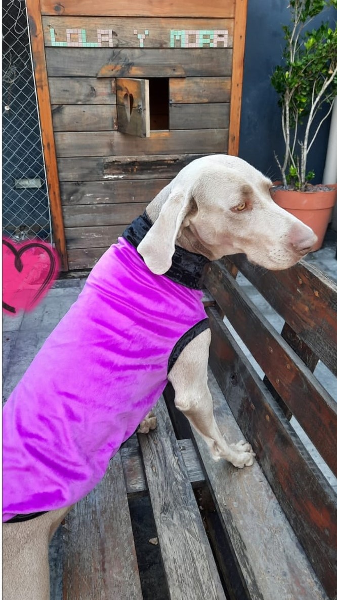 Abrigo Campera Micropeluche Chifon Para Perro Gato Todos Los Talles Modelo New York