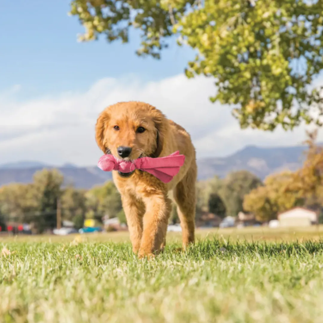 Juguete Kong Wubba Puppy Para Perros Y Cachorros - Imagen 4