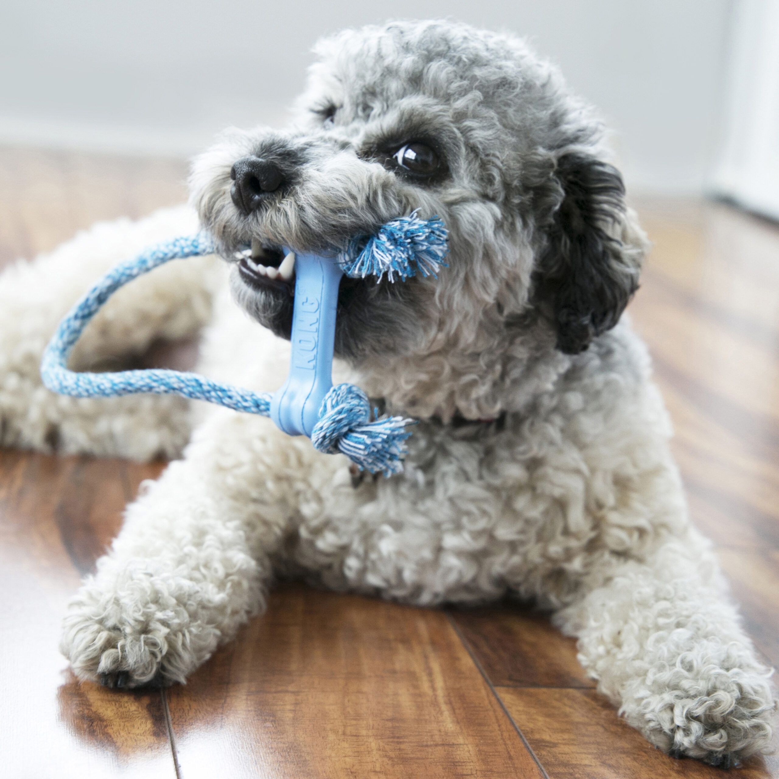 Juguete Kong Goodie Bone Con Cuerda Puppy - Imagen 4
